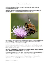 Ackerkratzdistel.pdf